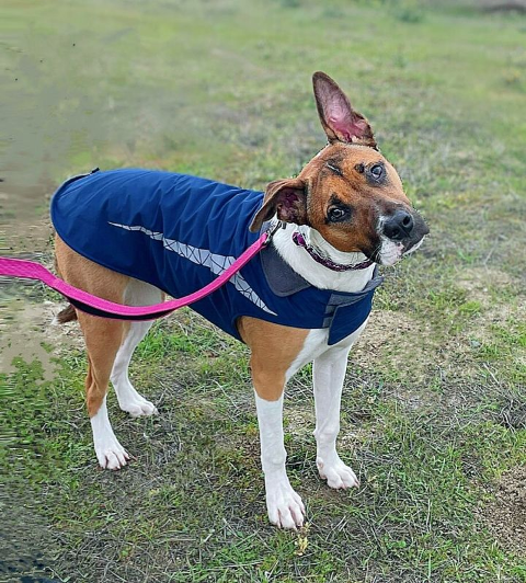 Say hi to sweet Arcee! This young girl is friendly with everyone she meets. Arcee will sit every time someone passes by hoping they will say hi to her, a social butterfly. She loves to learn new things and would love to find her forever family. petfinder.com/dog/arcee-5591…