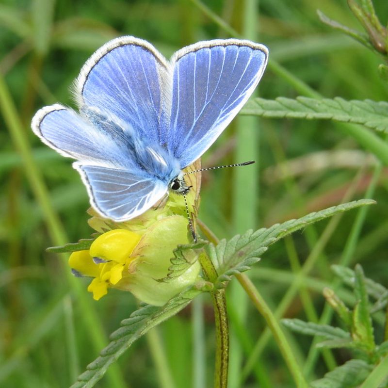 ✨ DYK Yellow Rattle suppress grass growth by attaching itself to the grass roots, drawing out moisture and nutrients, causing the grass to weaken. Less grass creates more space, allowing other wildflowers to establish without competition.
Pre-order now connectingtonature.ie/collections/ye…