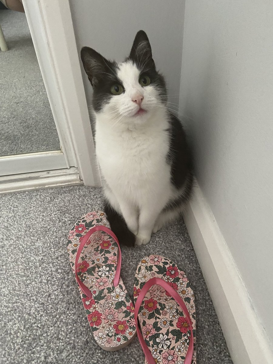 When is it going to be flip flop weather again 😿

#cats #CatsOfTwitter #britishsummer #cold #Hedgewatch #cute #cutecats #tuesdayvibe #TuesdayFeeling