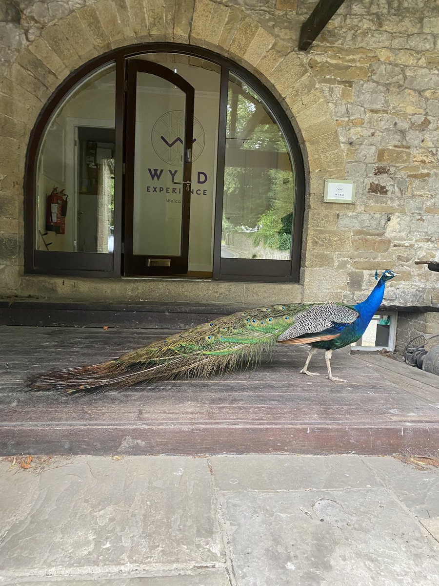 Wyrd tweet media