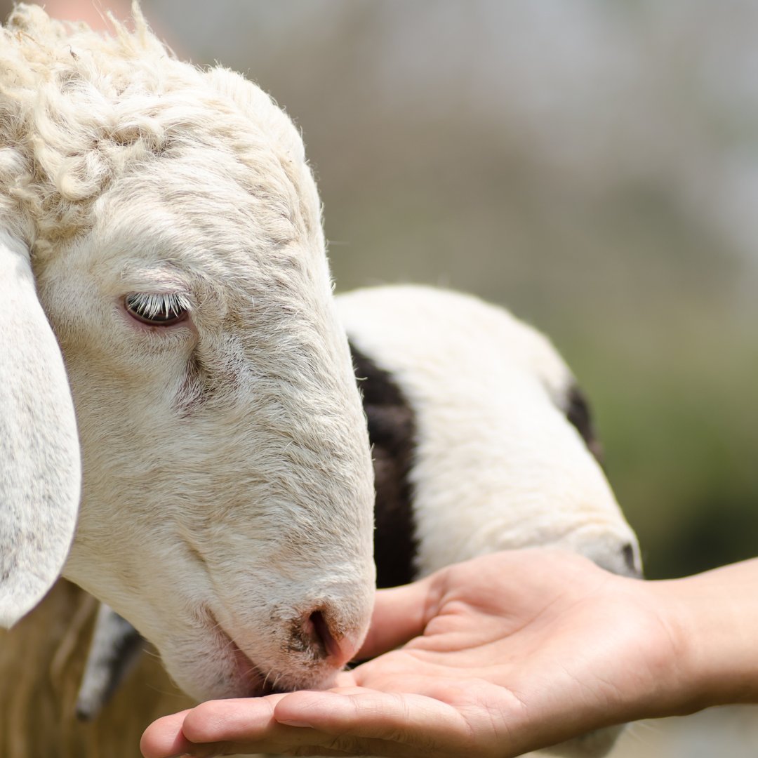 ChilliwackFair's tweet photo. The fair will have Rabbits 🐰, Cows 🐮, Horses 🐴, Sheep 🐑, Goats 🐐, Pigs 🐷 and many more of our Farm Buddies!

Make sure you come on by to take photos with them and say hello! 👋

#chilliwack #chilliwackfair #farmanimals #chilliwackfarms #explorechilliwack #sharechilliwack https://t.co/rNKNFPfZ5O
