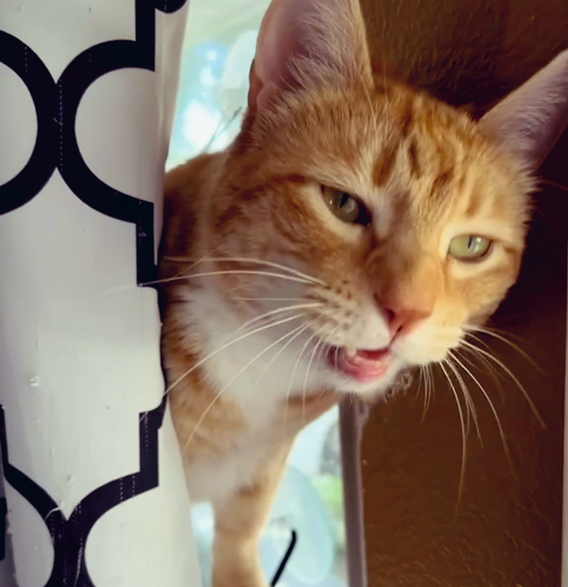 Jorts (and Jean) tweet media