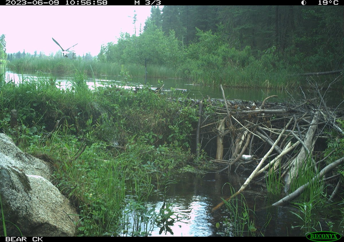 ecohydro_gal's tweet photo. A near fumble right in front of the beaver #DamCam!

#CameraTrapTuesday 🦫🦅#baldeagle https://t.co/Hvo90MBDnJ