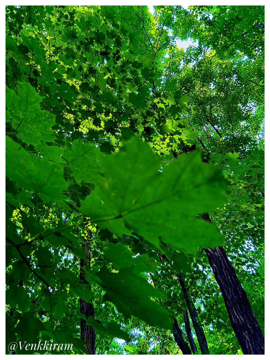 venkkiram's tweet image. #mapletree #mapleleaf #venkkiclicks #photography #green #tree 🍁 🇨🇦