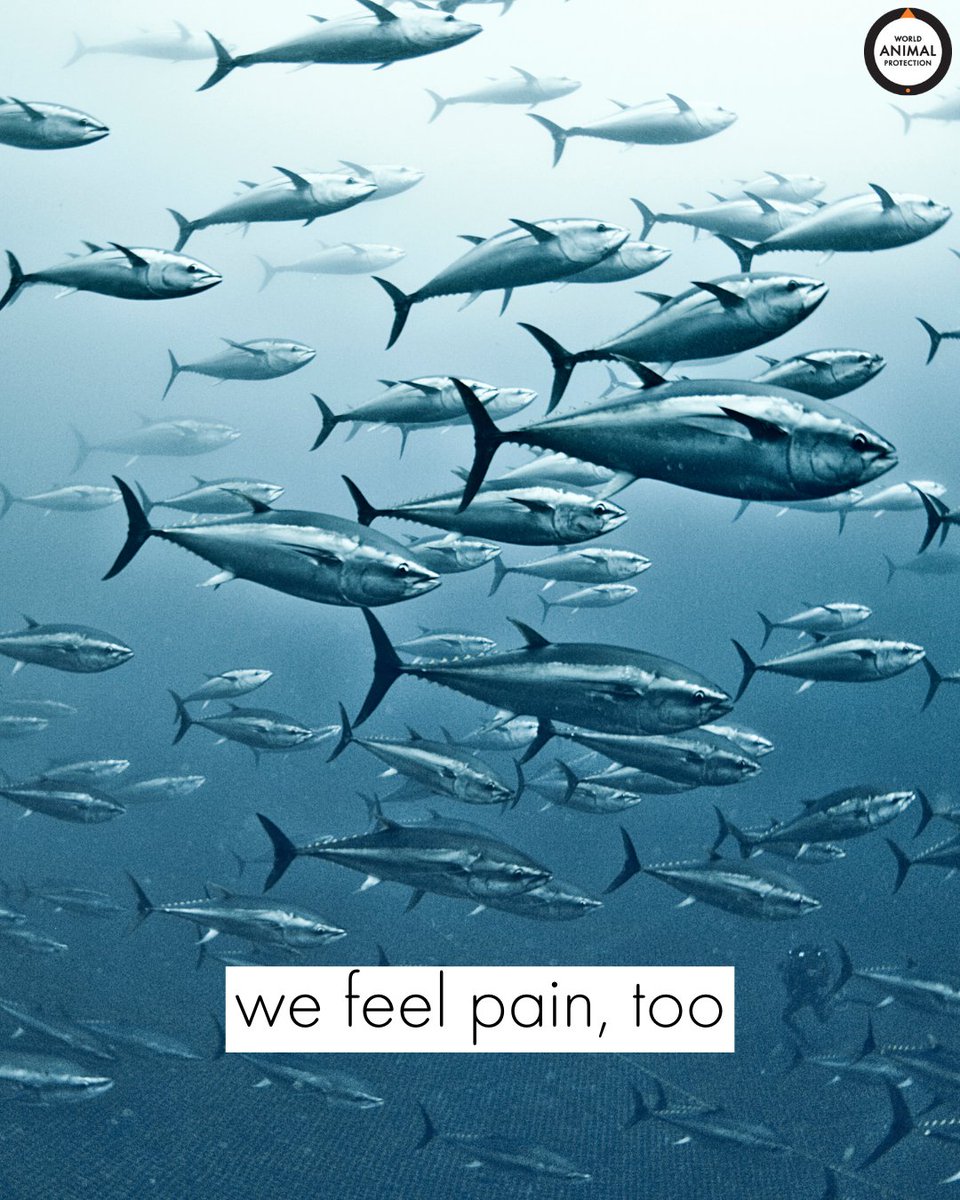 MoveTheWorldUS's tweet photo. Fish feel pain. 🐟 https://t.co/eDnPS3JyOw