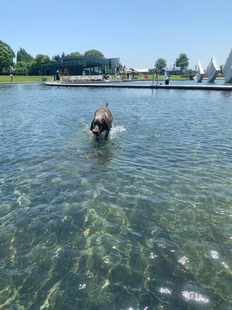 LinlinTomas68's tweet photo. "My dog is not just a pet, but a loyal friend and companion in life." #グラビアアイドル #グラビア撮影 #followme #like #japan #selfie #ootd #instagood #sea #맞팔 #tagsforlikes #몸스타그램 #东京 #动漫 #粉我 #gravure #gravureid https://t.co/jet3qQjjHs