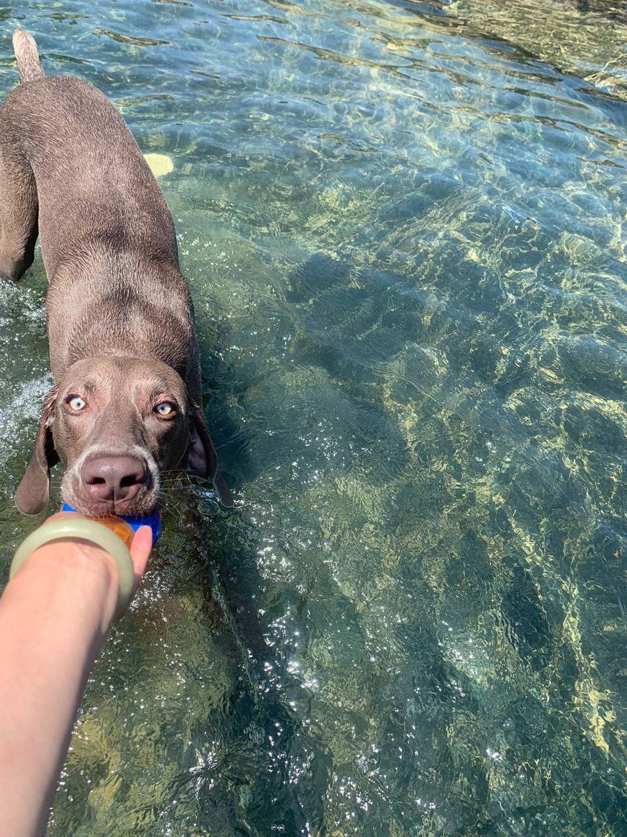 LinlinTomas68's tweet photo. "My dog is not just a pet, but a loyal friend and companion in life." #グラビアアイドル #グラビア撮影 #followme #like #japan #selfie #ootd #instagood #sea #맞팔 #tagsforlikes #몸스타그램 #东京 #动漫 #粉我 #gravure #gravureid https://t.co/jet3qQjjHs
