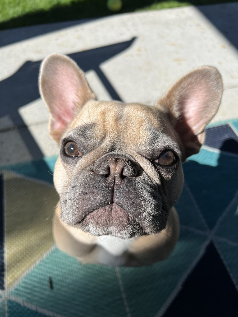 jettatim's tweet photo. @LikkitP Mabel thinks they’re all winners; https://t.co/i7SyJOdGCt