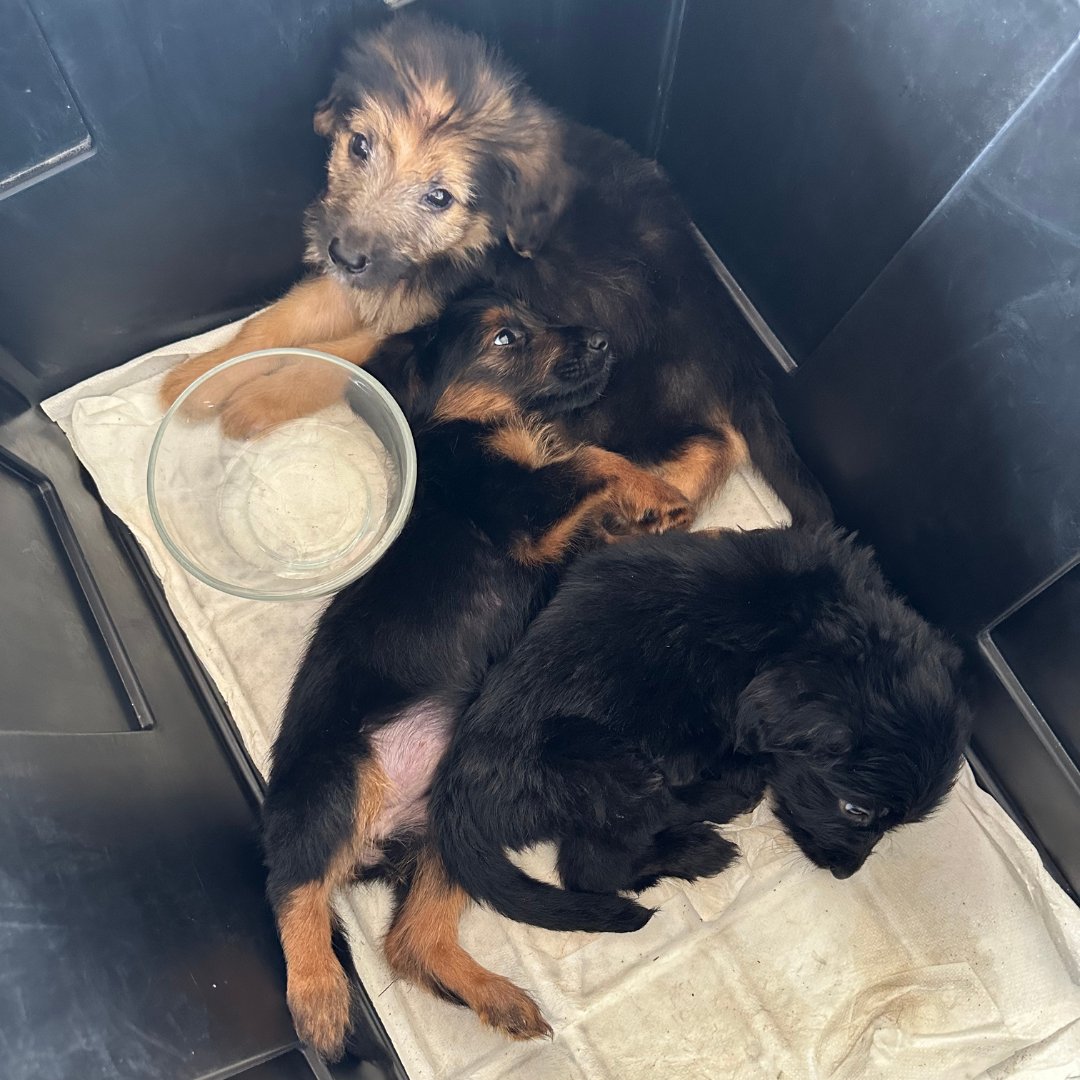 Oscar, Paul & Firefly were left to die in the heat. Local firemen saved them but still need you to be their hero! All were infested with fleas & worms, severely dehydrated, & suffering from heat exhaustion. Donate to give these puppies a second chance rb.gy/ky80b