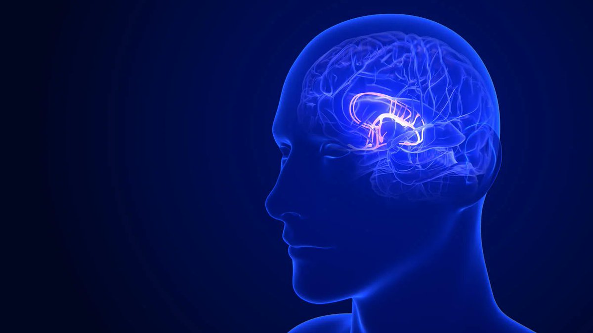 #18Jul | Científicos identifican en el cerebro el origen de sensación de hambre 🧠 Conoce más aquí ➡️ tinyurl.com/4s92cwfy #PoesiaCantoALaHumildad #CienciaYSalud