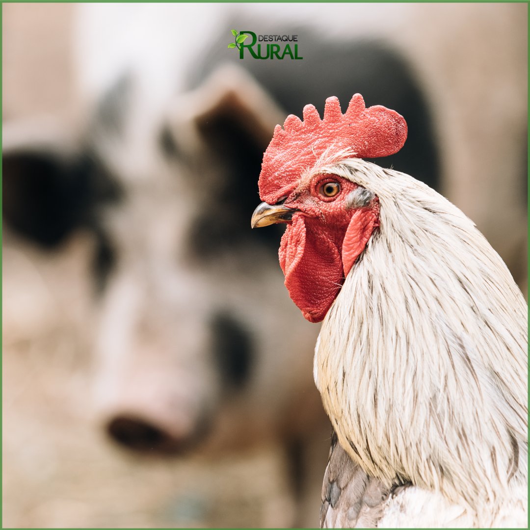 destaquerural's tweet photo. Custos de produção de suínos e frangos de corte apresentam queda em junho 📉

📲Leia pelo link https://t.co/M11HuXRLNJ

#destaquerural  #agricultura #agronegocio #suino #frango #suinocultura #frangodecorte #mercado #rs https://t.co/crWzvQS9in