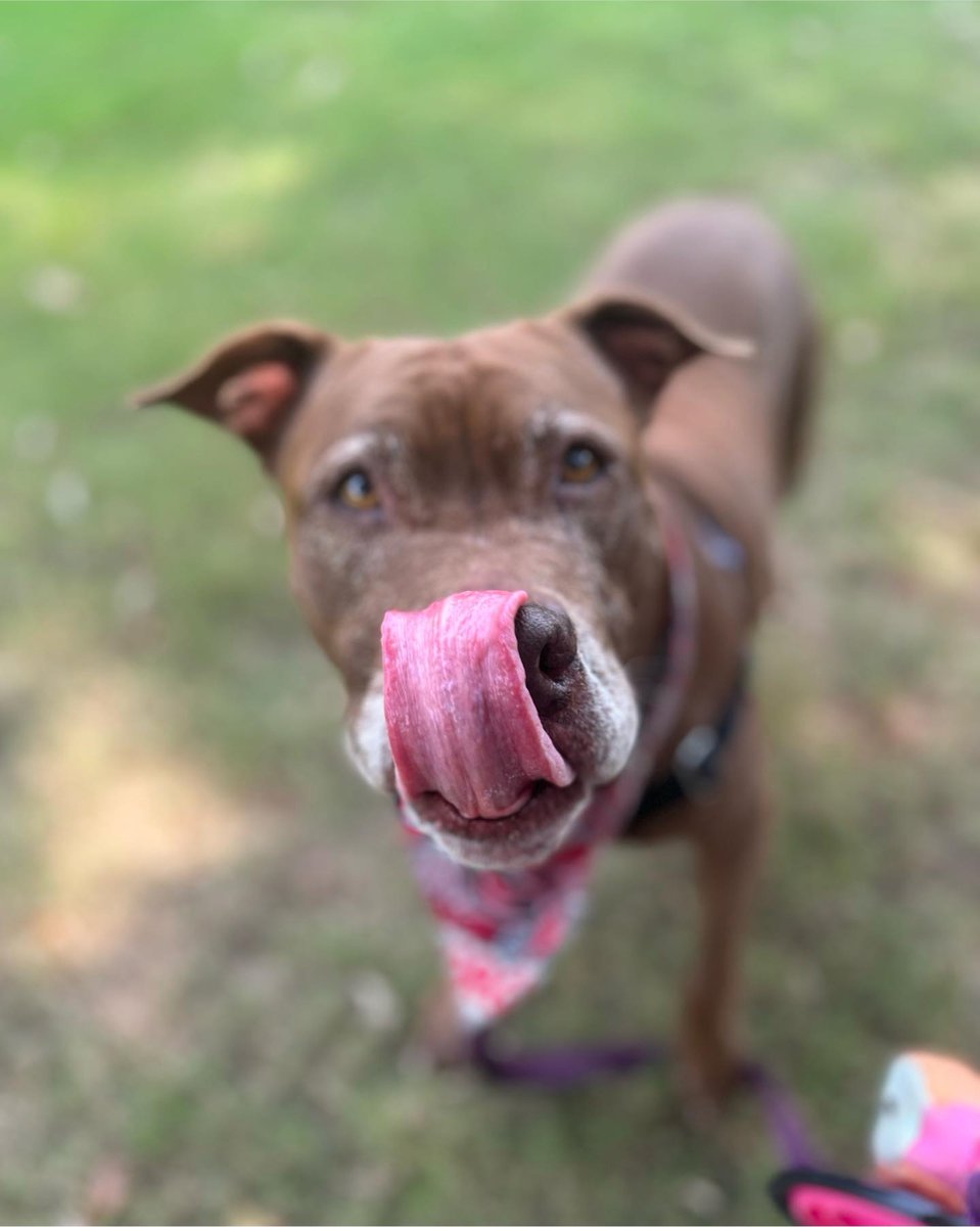 atlantapetlife's tweet photo. Tongue-Out-Tuesday: Unleashing the fun in Atlanta's parks! ๐พ๐
This doggo is ready to savor the day with their adorable tongue out. Time to run, play, and wag away in the fresh air. Let's make this Tuesday the best one yet! ๐ณ
๐ถAnnie
#TongueOutTuesday #AtlantaDogs #ParkPlay https://t.co/DYWM9T5uBO