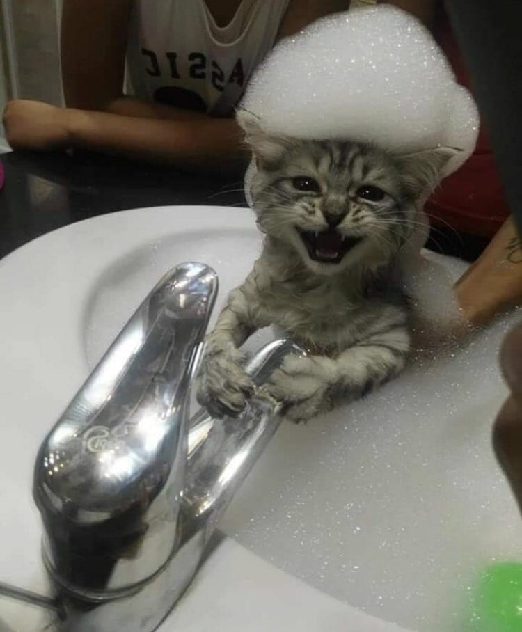 Why you should have a cat (@shouldhavecat) on Twitter photo 