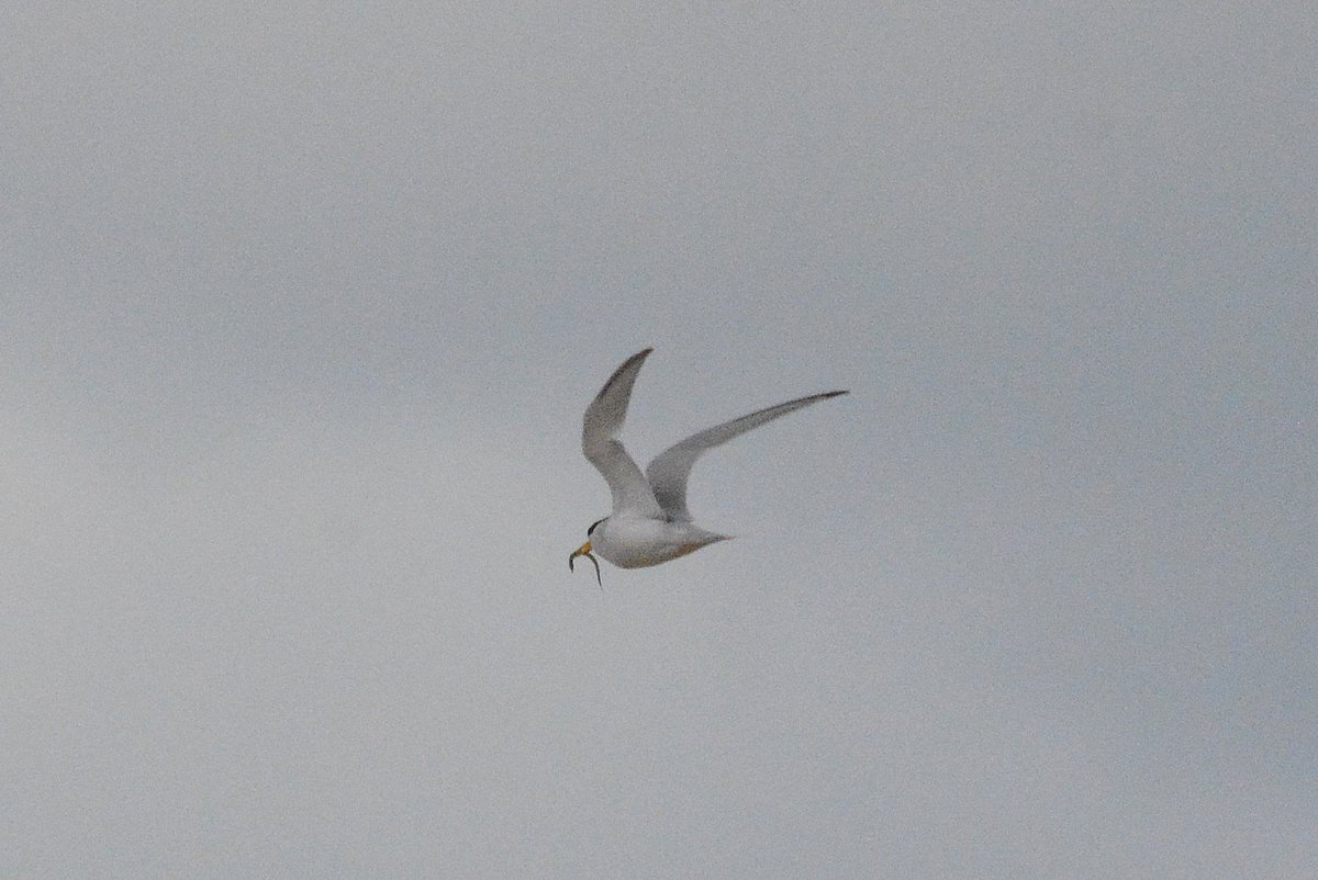 Twitched the Least Tern last Sunday in Portrane, Ireland. It can be tricky to connect with, so super happy the warden picked it out on its call. Nice WP tick of this Amercan vagrant. @IRSBG1