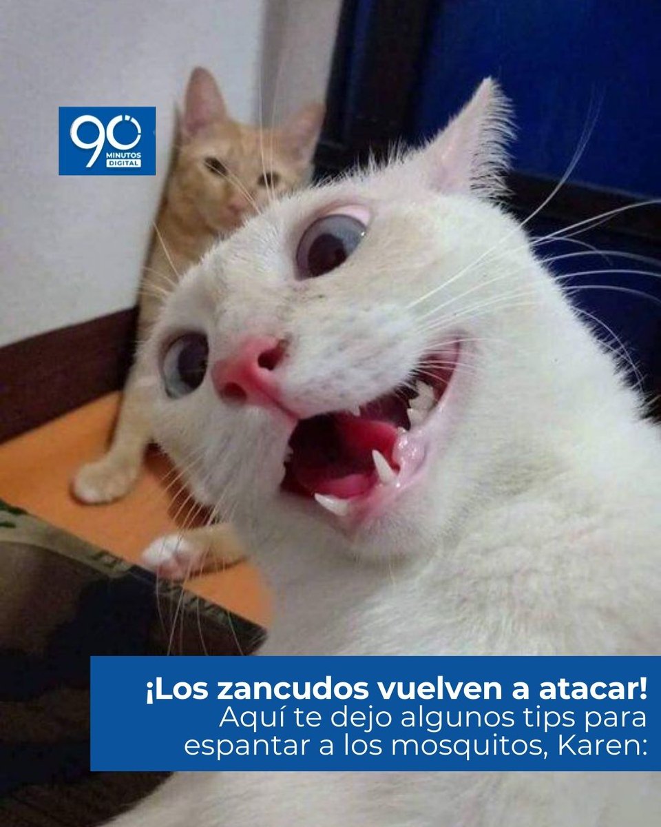 Noti90Minutos's tweet photo. #Noti90 ¡Ay no, Karen! Hay muchos mosquitos últimamente y como no quiero que te enfermes, sigue mis #MichiTips para que estés sana y no me toque hacerte caldito de pollo.🐈⬛
📌Muchos más tips en https://t.co/clYQP7jAxH
HILO🧵 https://t.co/wnKvNuSeR4