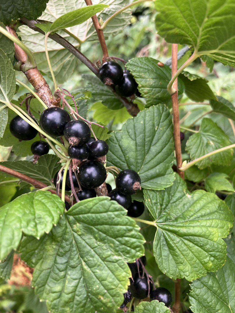 Mathias Poulsen tweet media