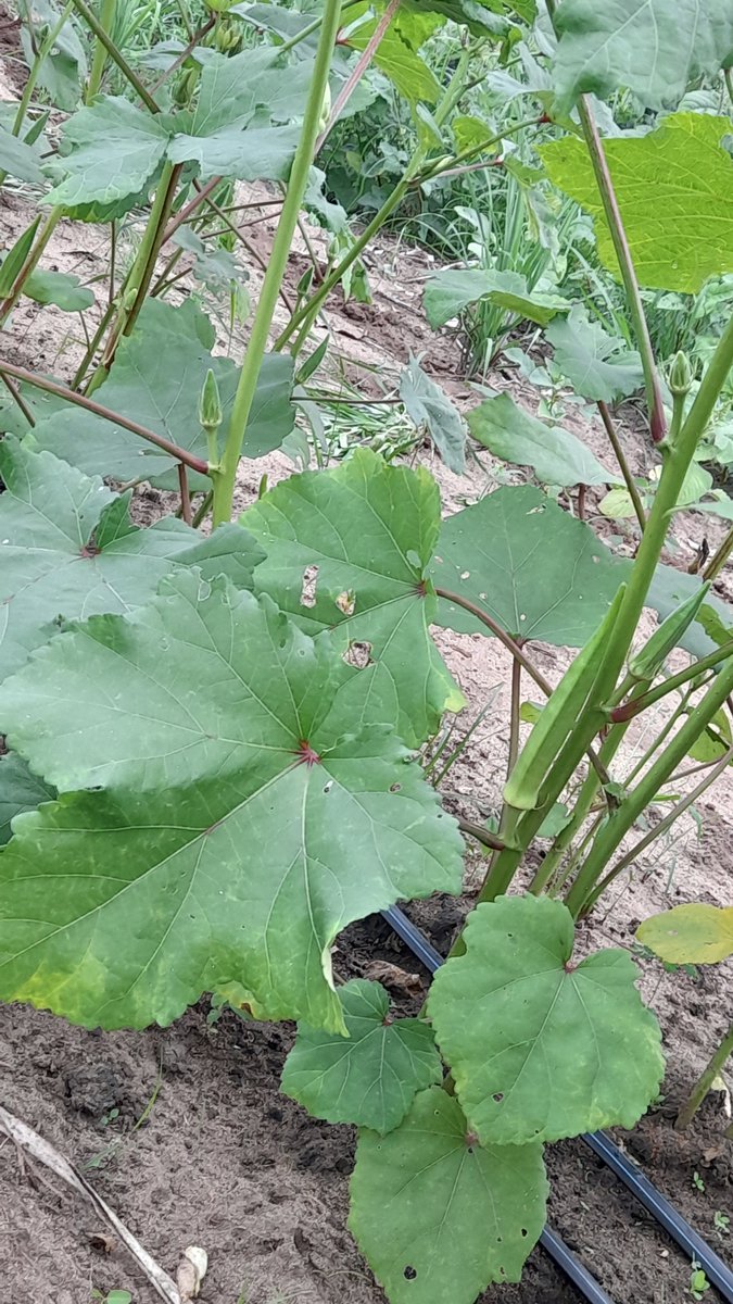 MagreenMorganic's tweet photo. We are loving our #okra plants (#Bamia or #Binda in #Swahili). They are fast growing, are fairly pest &amp; disease-resistant, &amp; is in high demand in our local market. So it’s a great market garden vegetable in our area. A great crop that is fairly easy to manage on a #smallscalefarm https://t.co/hVLStkwo24