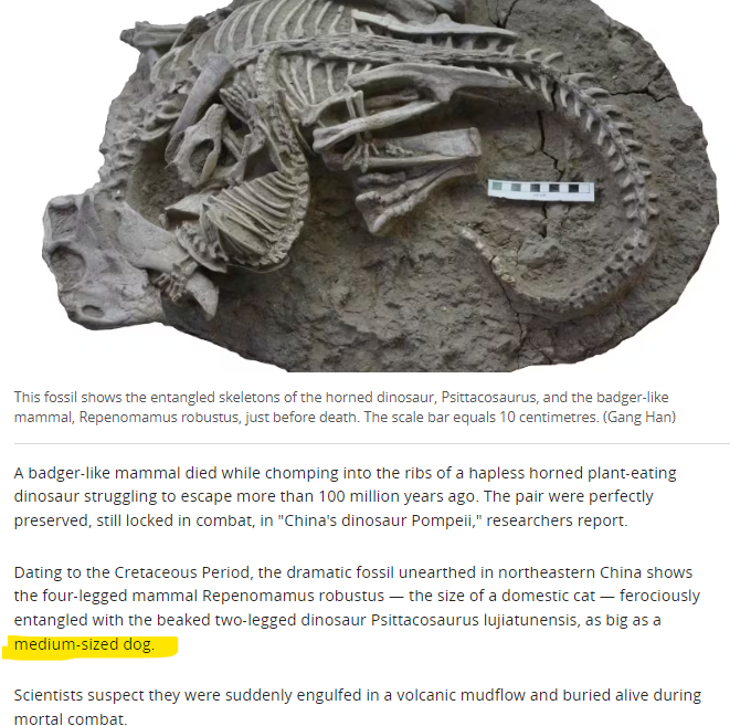 DMinkTO's tweet image. I HATE this size reference, what the hell is a "medium-sized dog"?