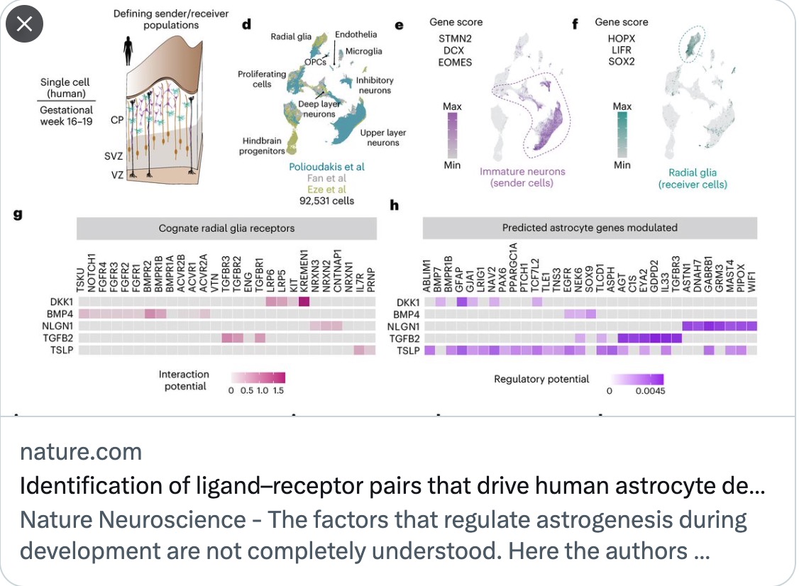 LabJiang's tweet photo. This study also provides crucial insights into the selection of factors for inducing astroglial differentiation from human pluripotent stem cells.

Identification of ligand–receptor pairs that drive human astrocyte development
https://t.co/UTG8oW6FeR https://t.co/QYdEP0m0jb