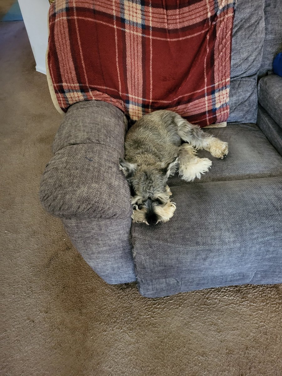 geezerpup's tweet photo. Hoomom got up for 2 seconds. When she was organizing today she found a bunch of old software from the 90s 😲 she is old #dogsoftwitter #SchnauzerGang #dogswithbeards https://t.co/HaSSLpNbNr
