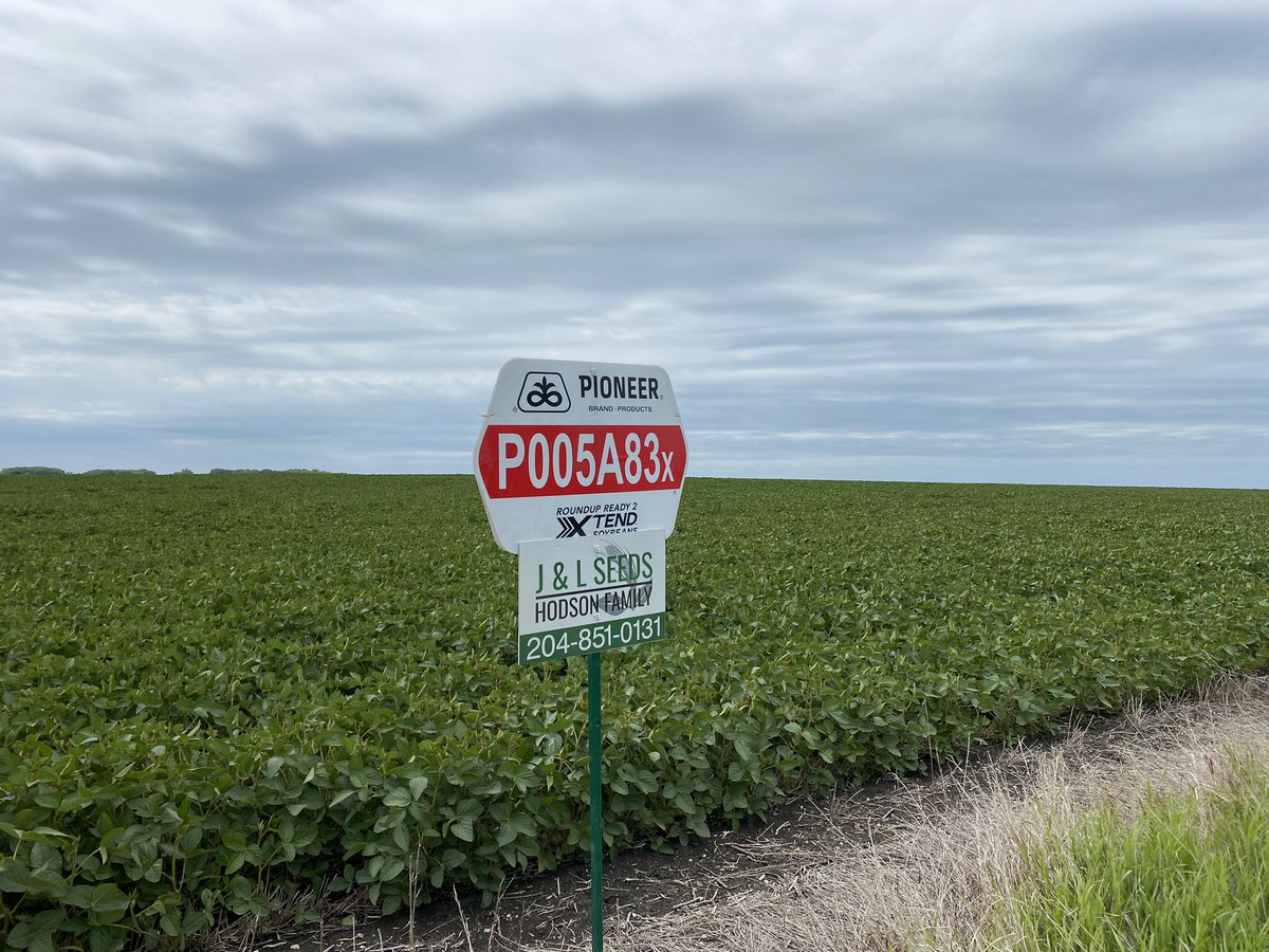 jl_seeds's tweet photo. Hope all having a good day. 😊. Little crop tour in northern part of our area today. Crops looking solid that way (some previous hail damage). @PioneerSeedsCA #graincorn #soybeans looking strong. Some great farm families we get to work with. 🌱🌾🌽👩🌾🧑🌾🌧️ https://t.co/cSRDQ5qDDf