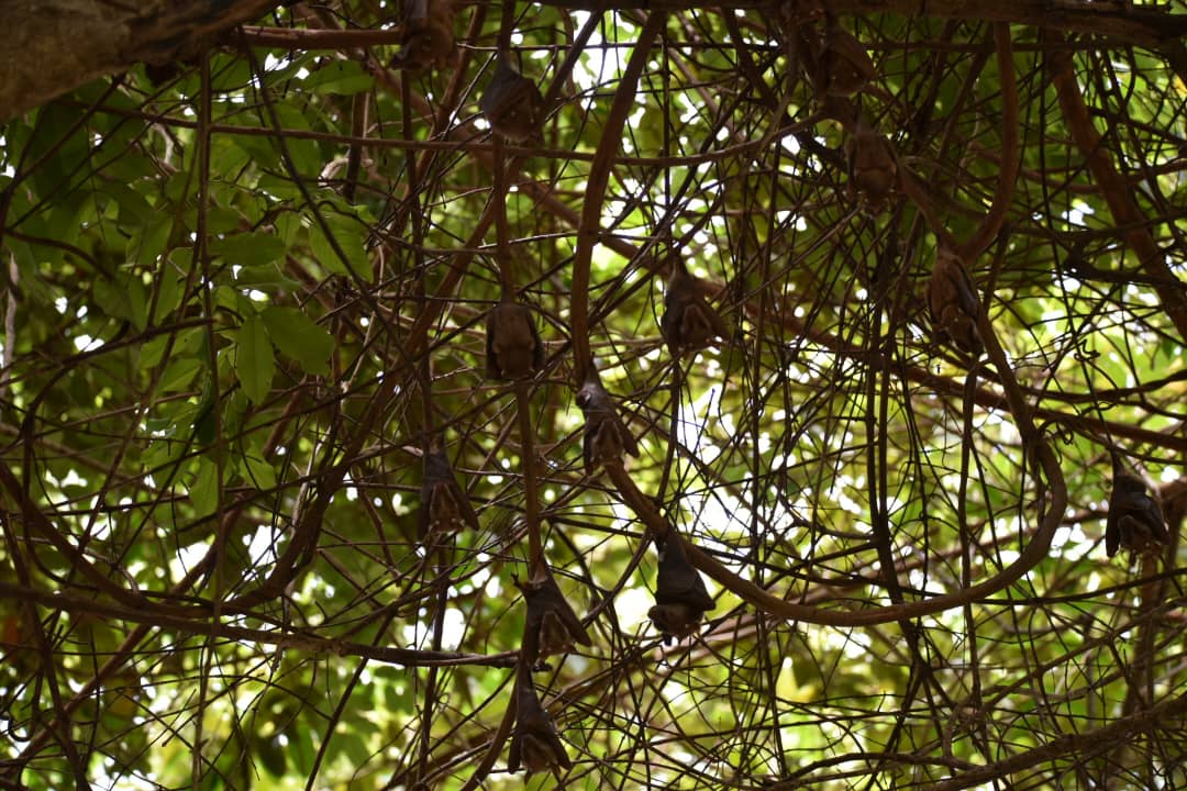 gambianbirder's tweet photo. I have become interested in #bats. Here in the #Gambia we have few people studying these important mammals. I saw these on the west coast, I think they may be Gambian epauletted fruit bats https://t.co/ghROlEAktz, can anyone help confirm this? #africanbats @AWF_official @_BCT_ https://t.co/XRdn1zcKIy