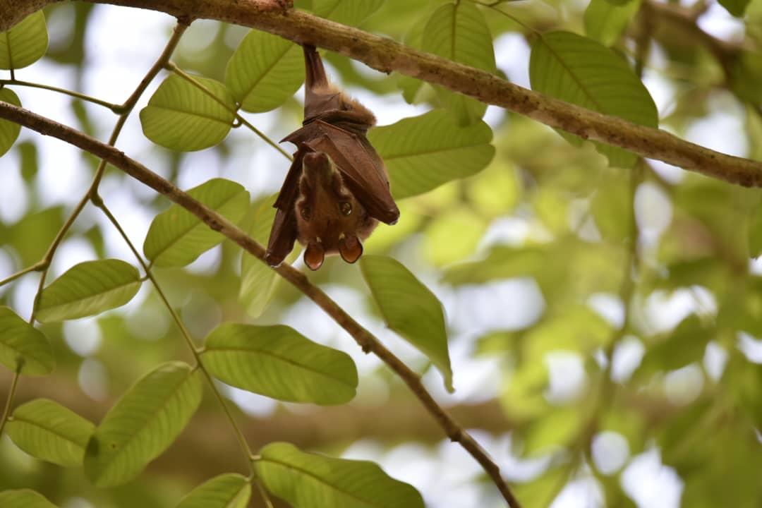 gambianbirder's tweet photo. I have become interested in #bats. Here in the #Gambia we have few people studying these important mammals. I saw these on the west coast, I think they may be Gambian epauletted fruit bats https://t.co/ghROlEAktz, can anyone help confirm this? #africanbats @AWF_official @_BCT_ https://t.co/XRdn1zcKIy