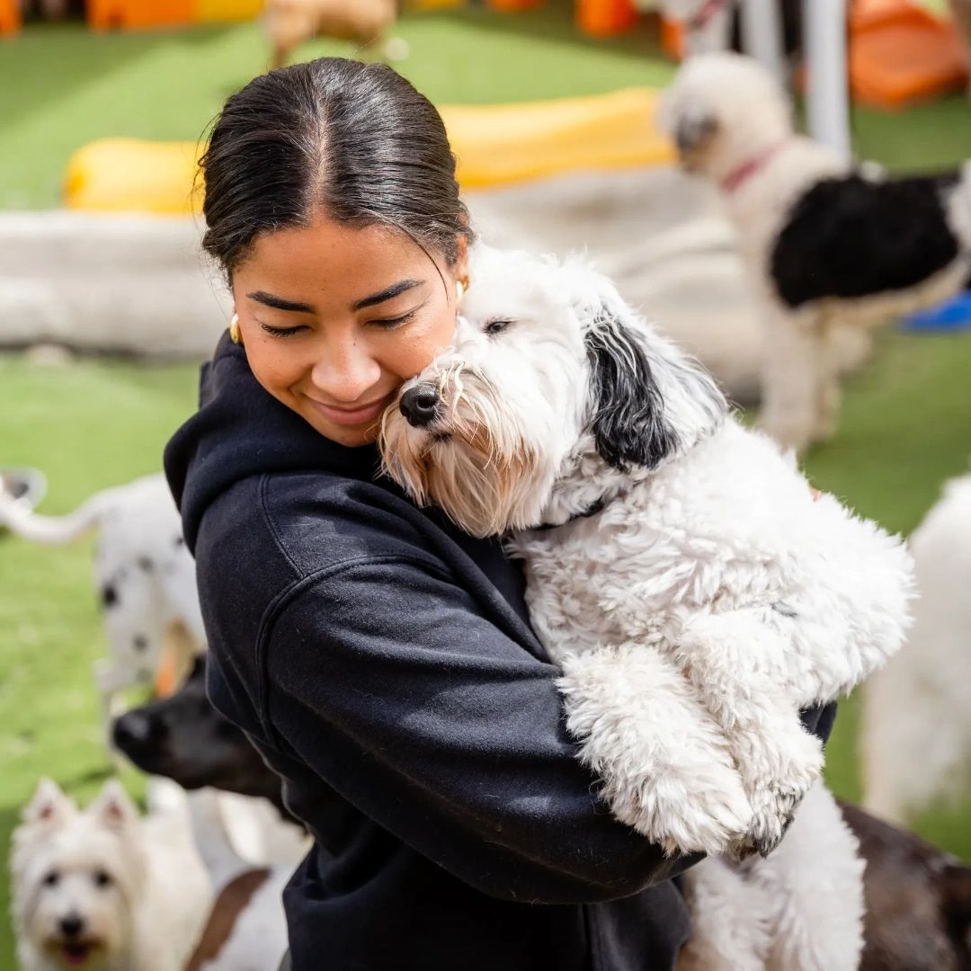 Camprunamuttcv's tweet photo. Experience matters when it comes to caring for your beloved furry family member. Our well-trained staff has years of industry expertise, ensuring that your dog receives the best possible care. Bring them to us for the professional love and attention they deserve. 🐾❤️ https://t.co/mf6rg5VqtW