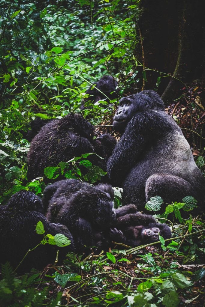 SafariFactor's tweet photo. Uganda offers a remarkable opportunity to encounter the endangered mountain Gorillas up close and personal.
Bwindi and Mgahinga national Parks are home to several habituated Gorilla families.
There are 99.9% chances of seeing this amazing creatures in their natural habitat https://t.co/fMLnTvYDDV