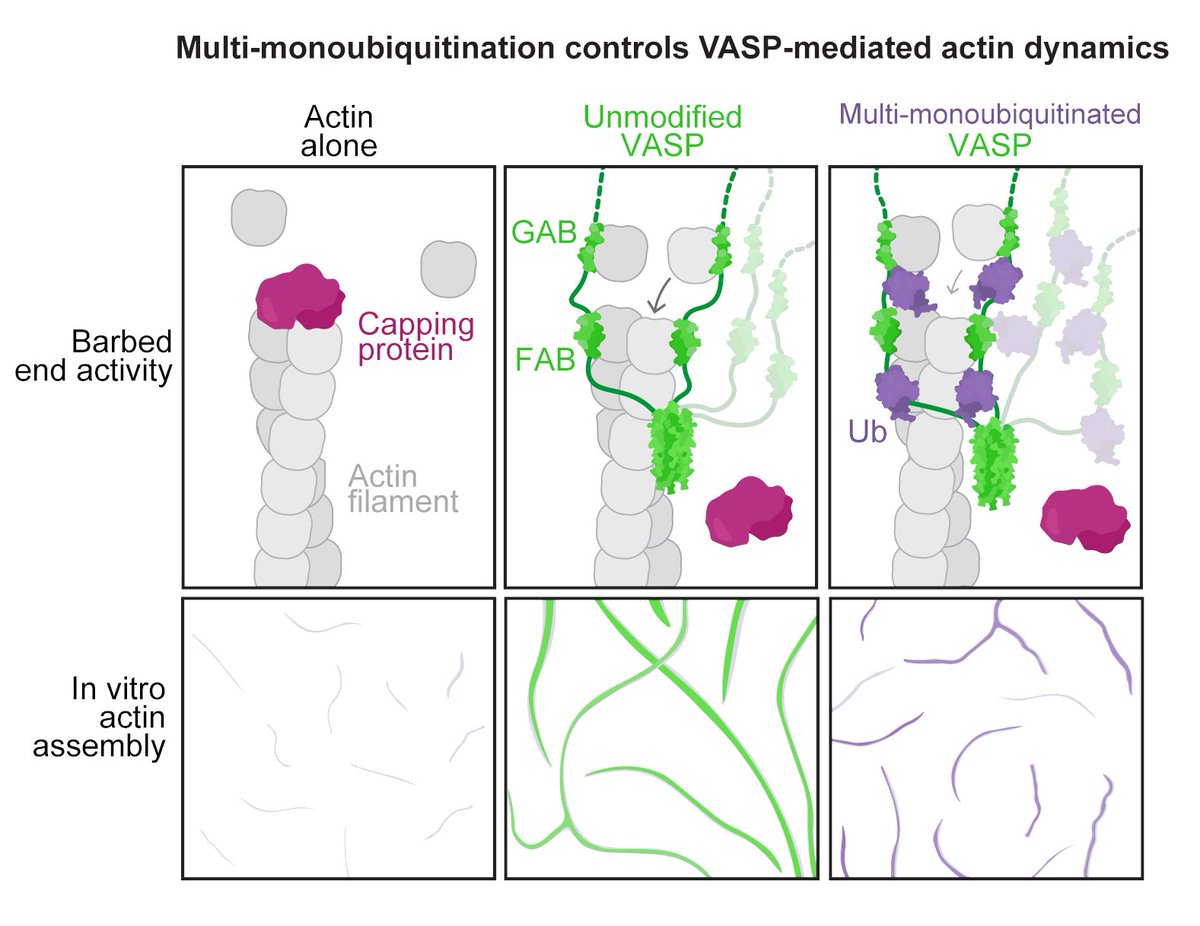 Laura McCormick tweet media