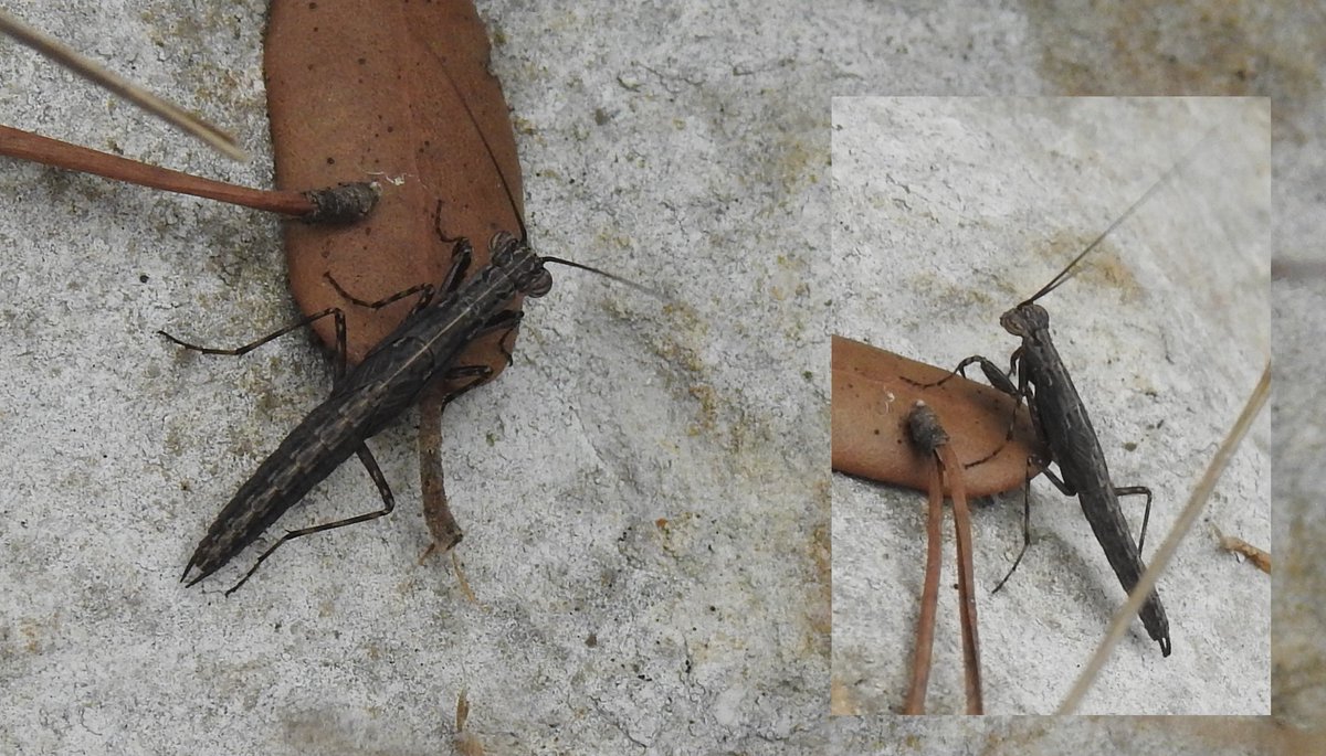 Nimfa de Perlamantis allibertii, una petita i rara mantis detectada recentment al pèlag de la Saulonera. La major part de les cites d'aquesta espècie a Catalunya es concentren al massís del Garraf, segons la base de dades de <a href="/biodiversidadv/">biodiversidadvirtual</a>

📷 Marc Peris