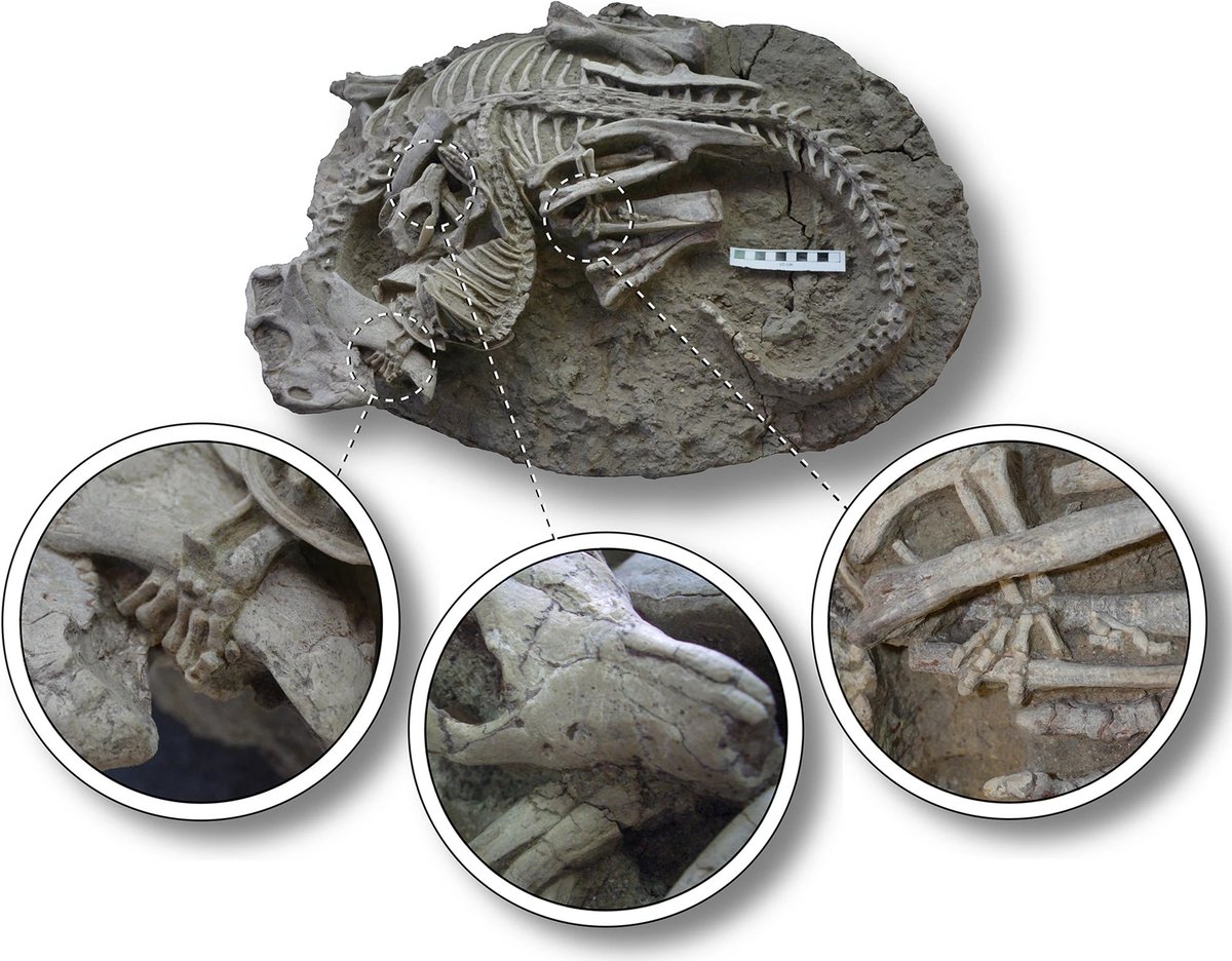 Palaeontological Society of Southern Africa tweet media