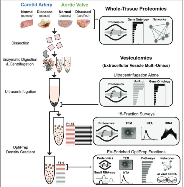 Blaser and Aikawa et al. Use a Multi-omics approach to understand the contribution of extracellular vesicles as modulators of human carotid atherosclerosis and calcific aortic valve stenosis #OriginalResearch #Circulation ahajournals.org/doi/10.1161/CI…