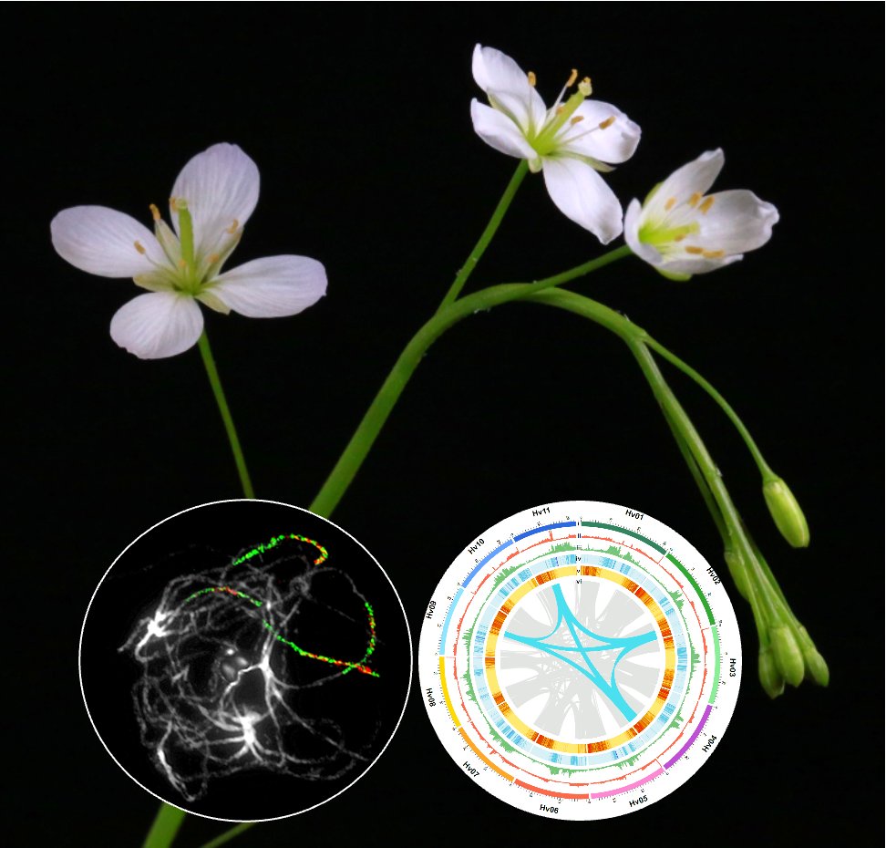 The meso-octoploid Heliophila variabilis genome sheds a new light on the impact of polyploidization and diploidization on the diversity of the Cape flora @ThePlantJournal onlinelibrary.wiley.com/doi/10.1111/tp… @CEITEC_Brno