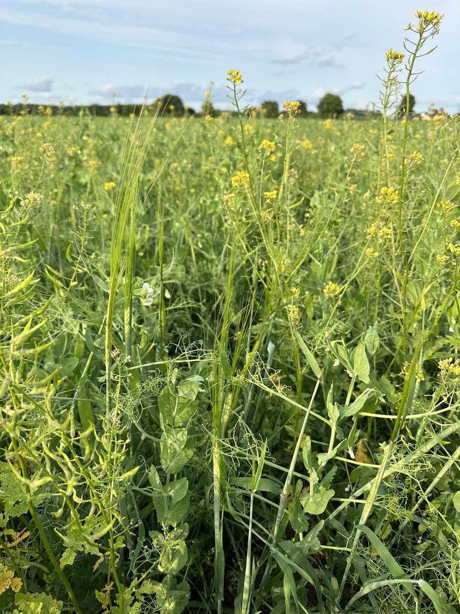 BenAdamsAgri's tweet photo. I’ve done a update for the intercropping trials on YouTube if you want to give it a watch @TheSSFF
https://t.co/lWqK1VCrKg https://t.co/aJxNX1Q7Ao