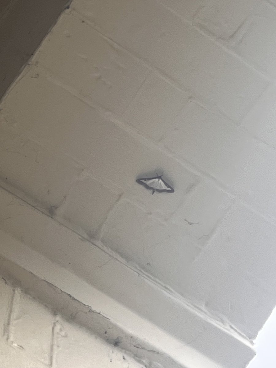 Just spotted a Box Tree Moth in York. Should I report it to anyone #entotwitter ?