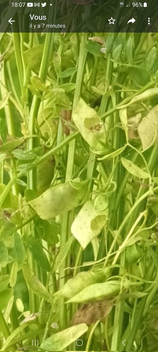 Elles tournent nos #lentilles. 
Mais attention aux ravageurs gourmands 😬

#lentillesvertesdupuy #SabarotAgriculture #lentillevertedupuy #lentilledupuy #lentillevertedupuyaop #agriculture 
#agriculturefrançaise #AOP