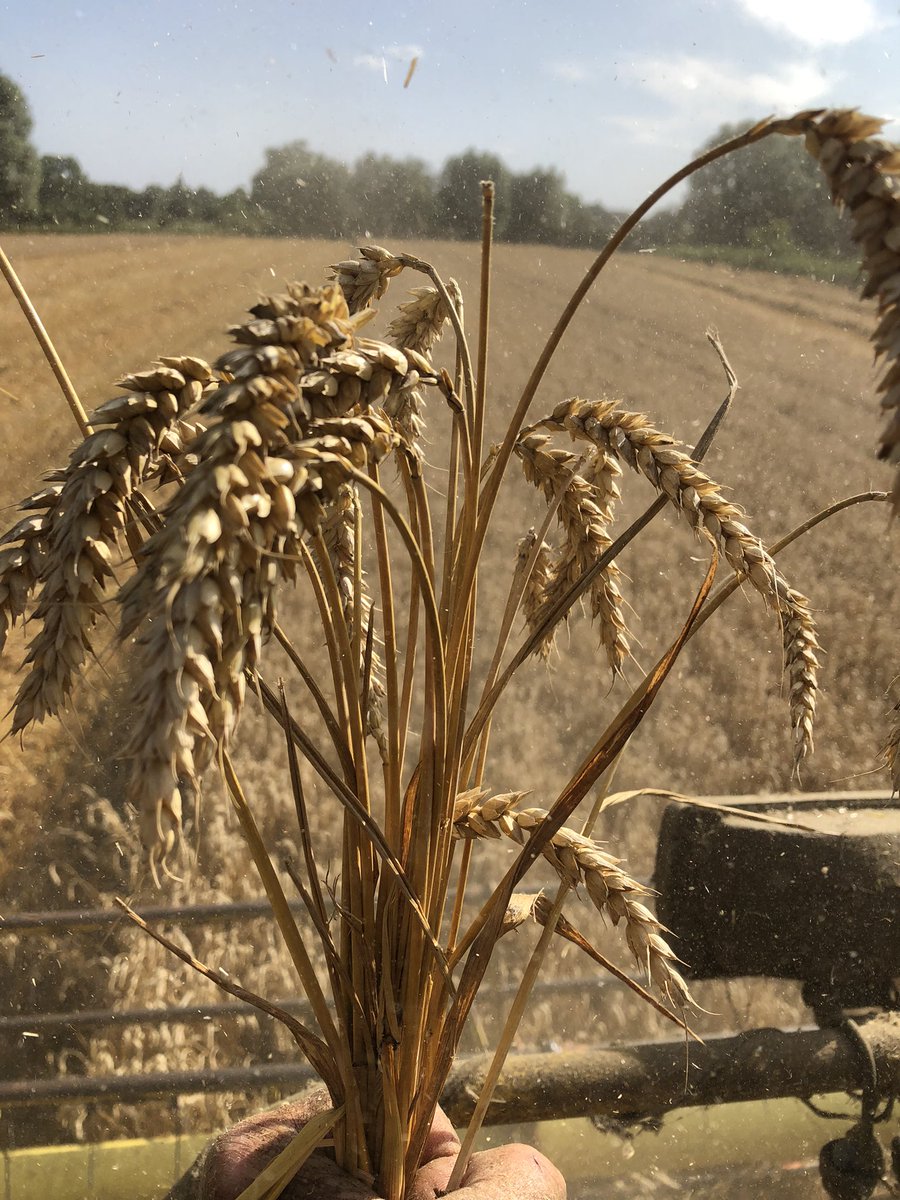 CDescamps_FD's tweet image. On ne peut plus appeler ça faire l’août ! Clap de fin un 18 juillet pour #moisson2023 des 🌾dans le #nord      😏