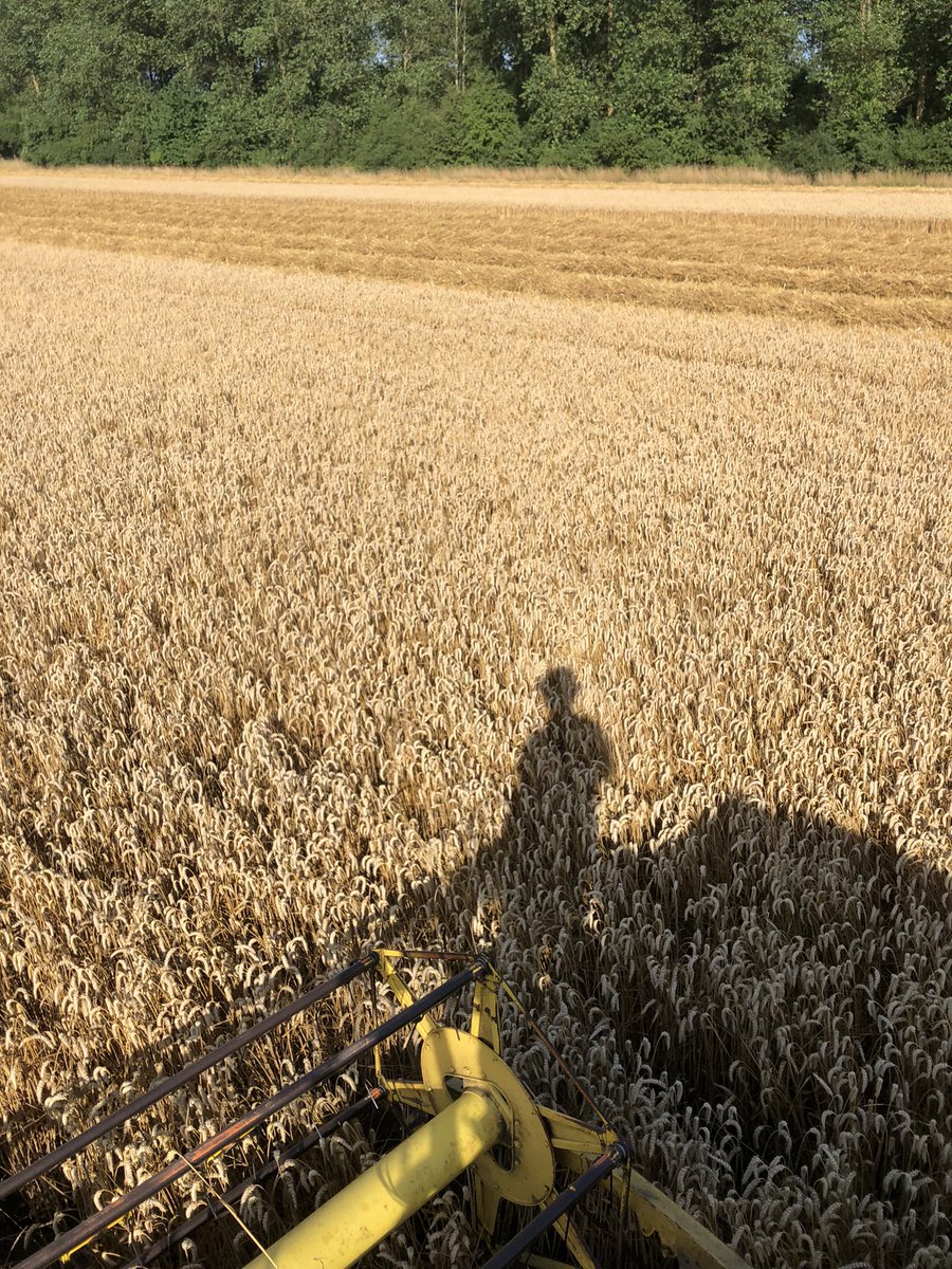 CDescamps_FD's tweet image. On ne peut plus appeler ça faire l’août ! Clap de fin un 18 juillet pour #moisson2023 des 🌾dans le #nord      😏