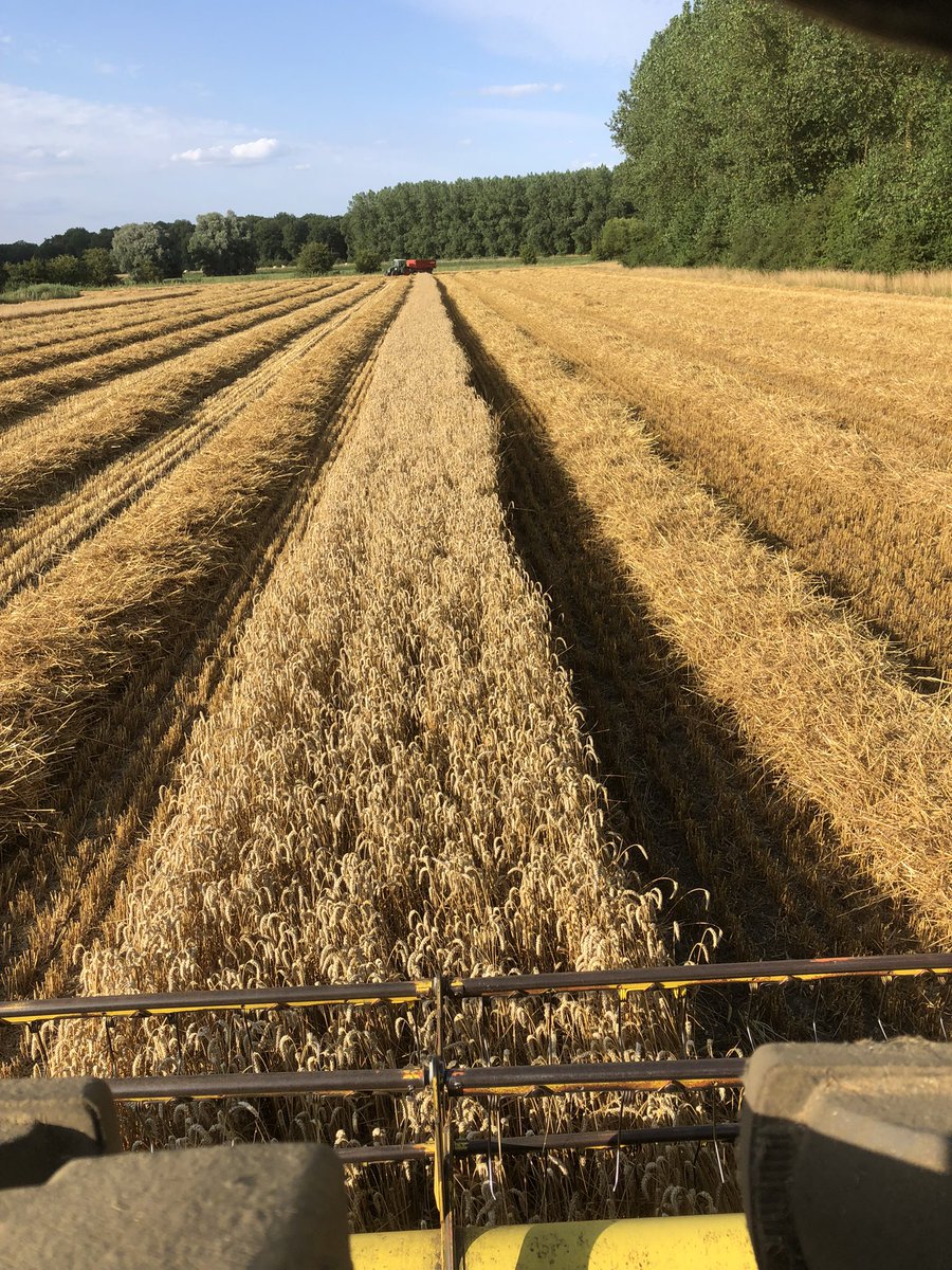 CDescamps_FD's tweet image. On ne peut plus appeler ça faire l’août ! Clap de fin un 18 juillet pour #moisson2023 des 🌾dans le #nord      😏