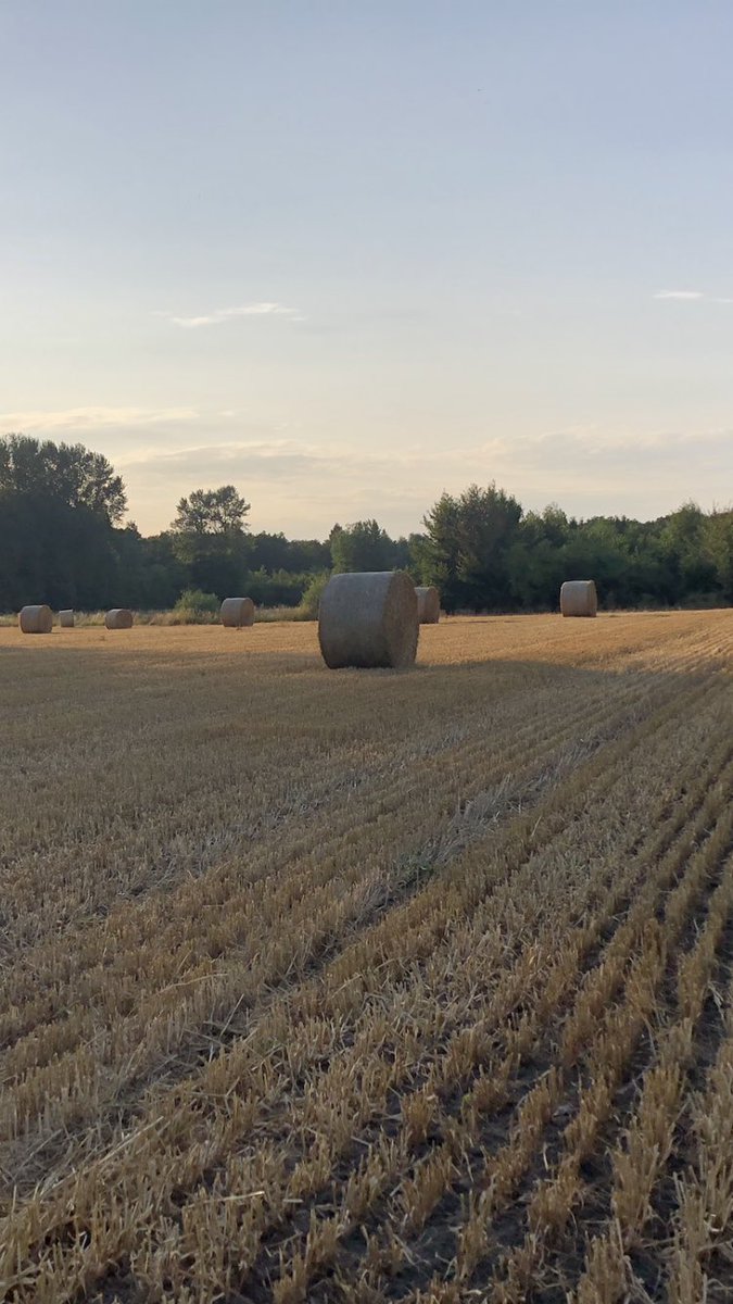 CDescamps_FD's tweet image. On ne peut plus appeler ça faire l’août ! Clap de fin un 18 juillet pour #moisson2023 des 🌾dans le #nord      😏