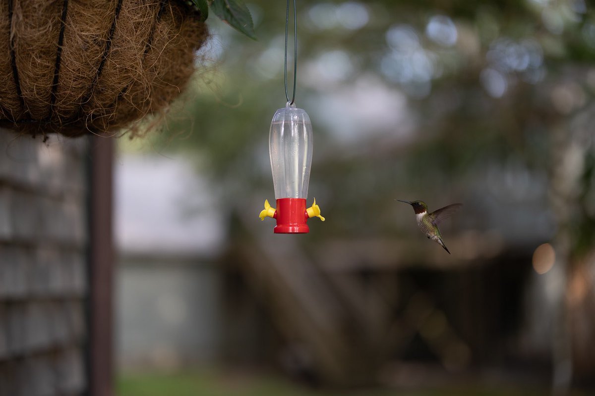 DuffWhite's tweet image. A treat for @BirdwatcherK