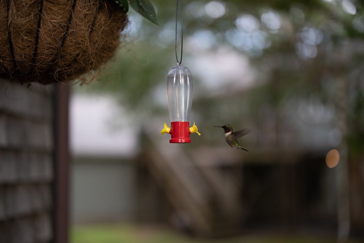 DuffWhite's tweet image. A treat for @BirdwatcherK