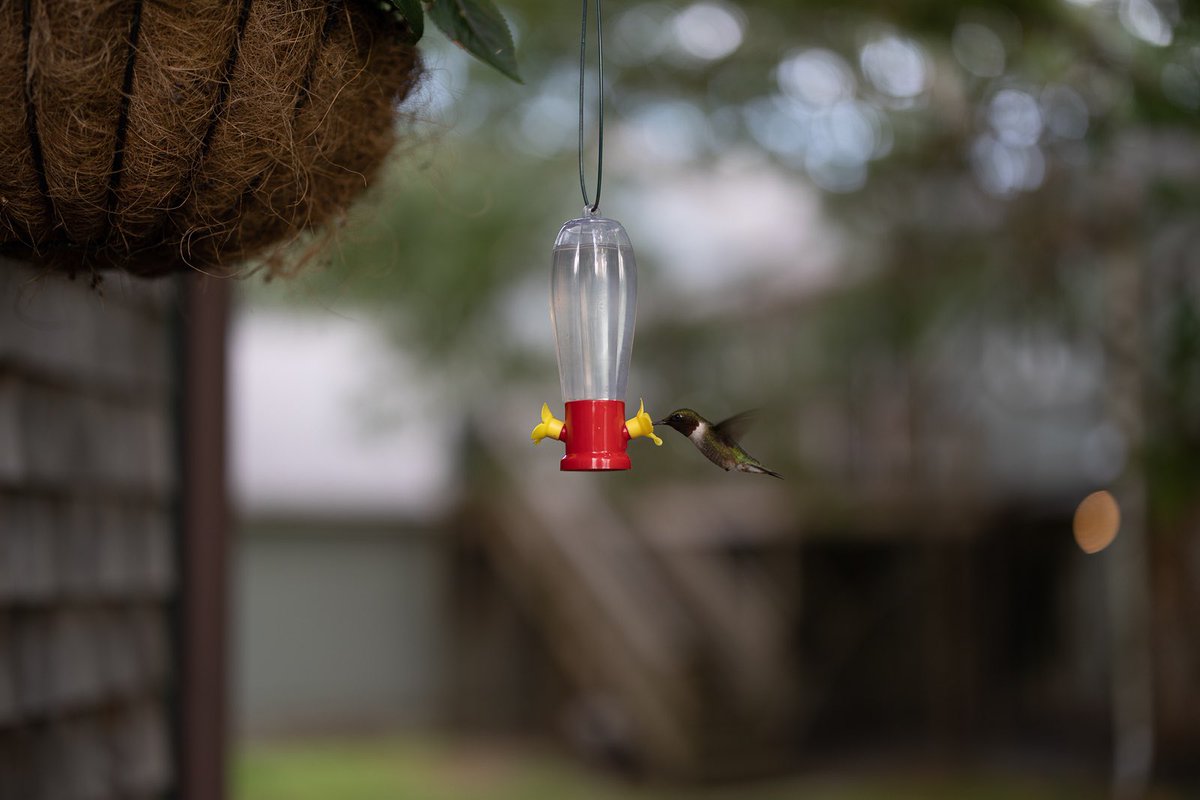 DuffWhite's tweet image. A treat for @BirdwatcherK