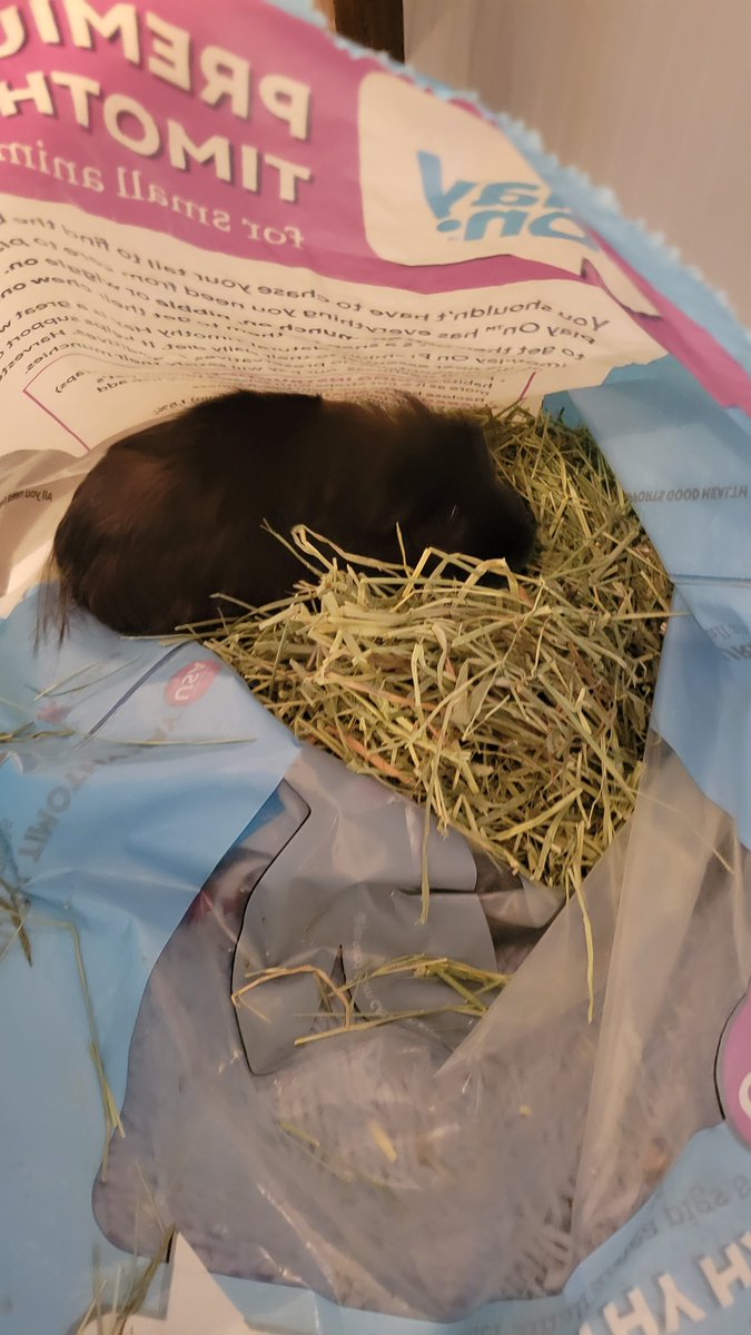taffy_sinclair's tweet photo. Someone was caught red-handed procuring the hay supplies... 🌾🌱🌾 🚨🚔🚨
#positiverodent
#cavy
#piggiesoftwitter https://t.co/GK8QHFzIYP