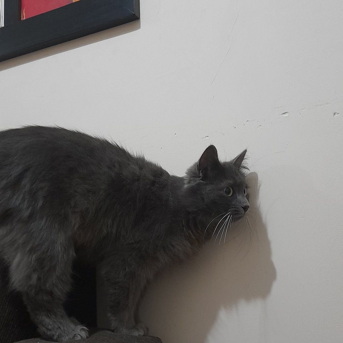 Victoriayapura0's tweet photo. Me ayudan a encontrar a los dueños de esta gatita que viene a mi dpto hace varios días. (manzana de la obispo salguero, rondeau, san lorenzo y chacabuco)  @VivirEnNuevaCba
@VivireNuevaCba @Gatosdelzoo @patitasdelsurr https://t.co/9uqe1Vb7zp