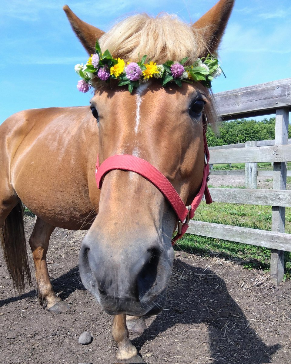 horseparkyushun's tweet photo. ヒメちゃん、花冠かぶせると姫というより女神感がでました✨

でもやっぱり食べているときが１番可愛い😆

さて、夏休みシーズンの予約が満員に近くなってきました。
現時点で森林外乗は8月20日まで空きがありません。
詳しくはブログの予約状況をご確認ください🙏

#登別
#ヒメ
#乗馬
#花冠 https://t.co/IhBesZOoH6