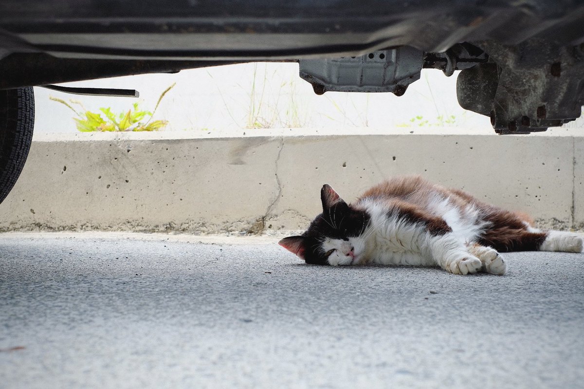 rep1ay's tweet photo. 涼しい場所 の、ねこ。
#ねこ #のねこ #のら #そとねこ #猫 #cat #涼しい場所 #coolplace. https://t.co/PUXsJeWV50