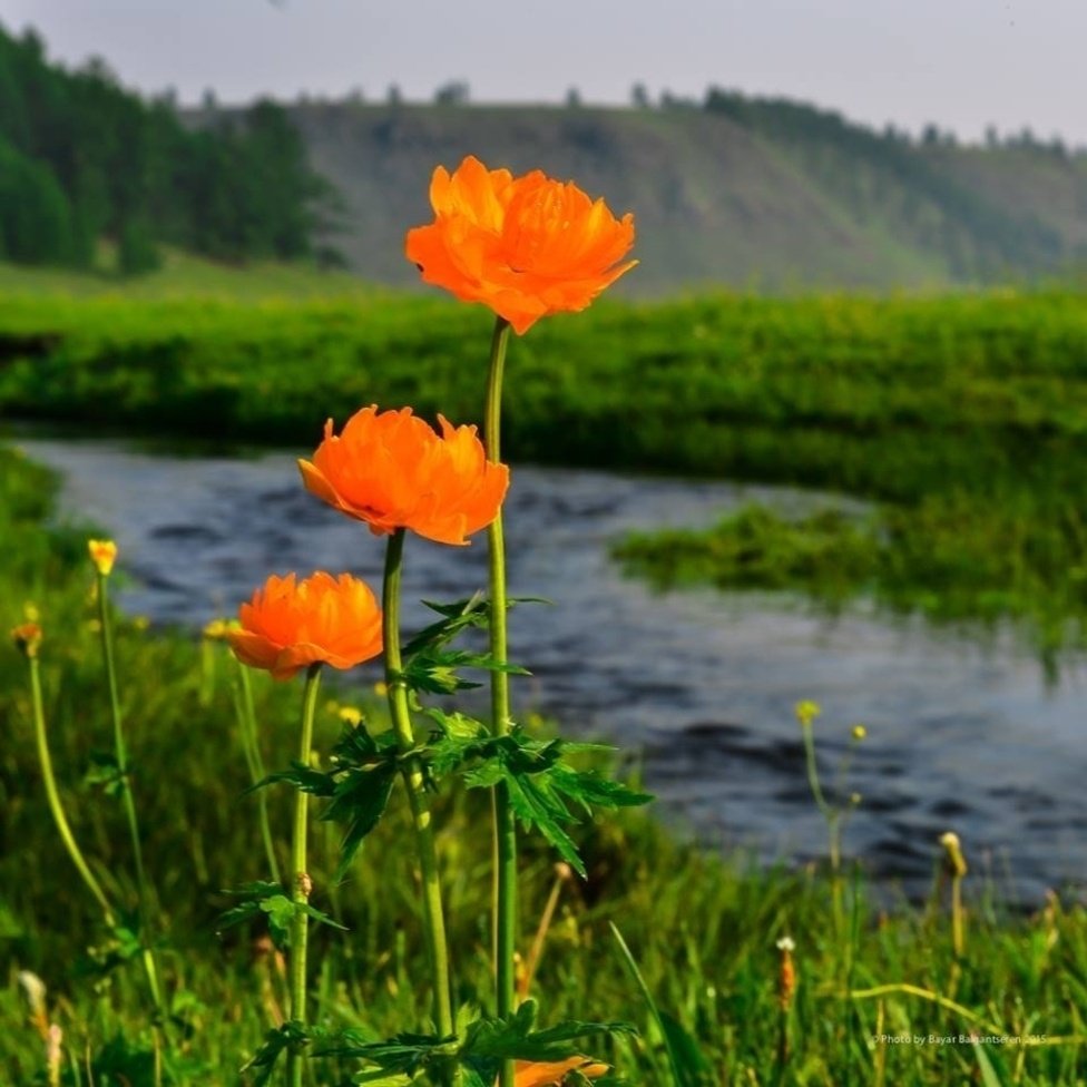 Өглөөний мэнд Хонгоруудаа😍😍😍