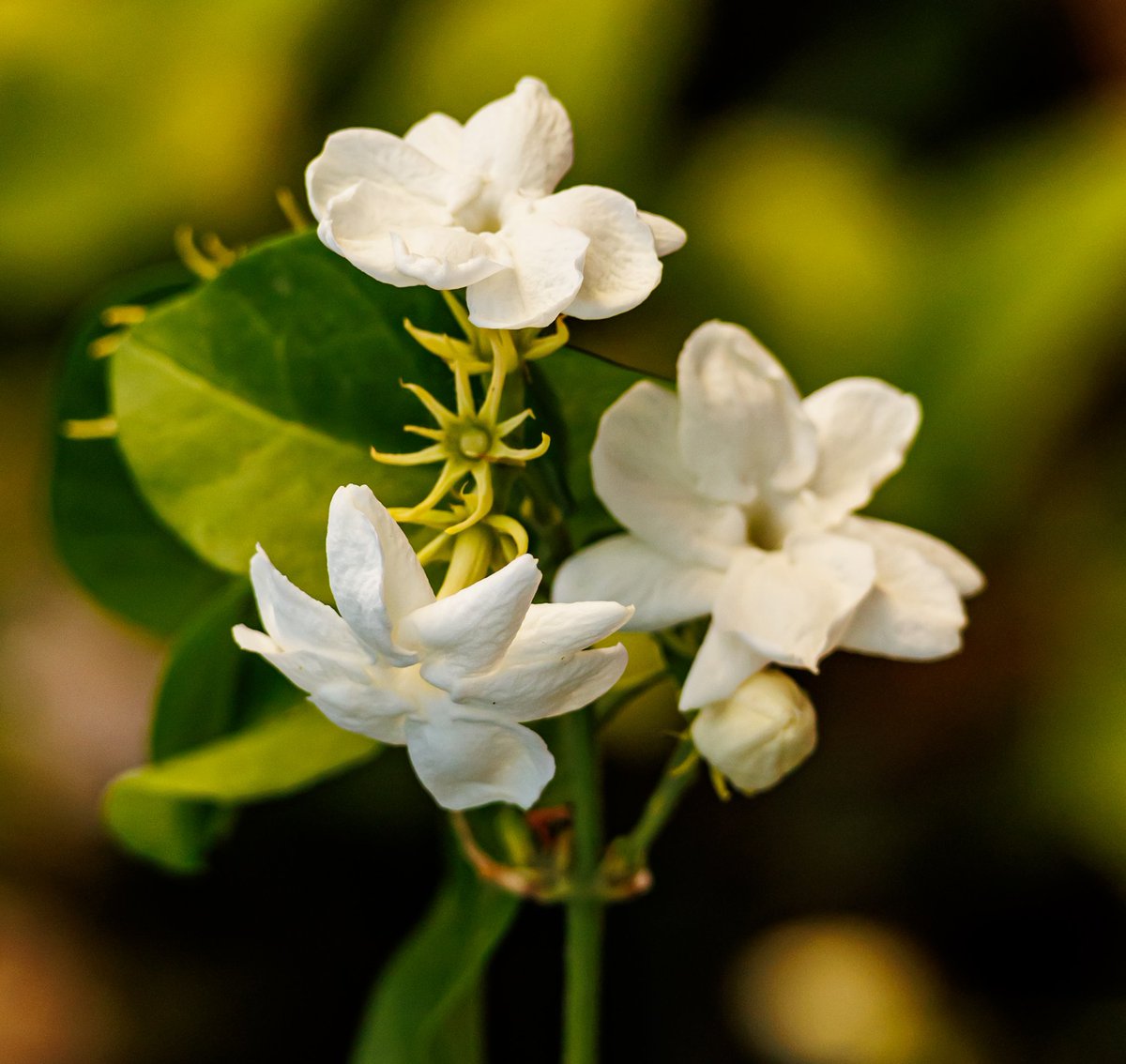 Tareeq Iqbal Mohammed (@tareeqiqbalmohd) on Twitter photo Jasmine
#RoseWednesday
#Kuwait
#flowerphotography <a href="/ThePhotoHour/">#ThePhotoHour</a> <a href="/RosebankTheZone/">The Zone @ Rosebank</a> #rose <a href="/photooftheday/">Photos of the Days</a> <a href="/IndiAves/">IndiAves</a>
<a href="/BrainnPower/">🦚My Green Zone🦚</a> <a href="/DavidMariposa1/">David</a> <a href="/AnnaBellaPics/">🌱Annie🌸📷</a> <a href="/flow_er0/">FLOWER🌼</a>
<a href="/KalyaniMuktevi/">Kalyani Sharma</a> <a href="/KitChitKat/">❄️May Peace Prevail❄️</a> #TwitterNatureCommunity <a href="/InderMendiratta/">🪴My Green Park🪴</a> Jasmine
#RoseWednesday
#Kuwait
#flowerphotography <a href="/ThePhotoHour/">#ThePhotoHour</a> <a href="/RosebankTheZone/">The Zone @ Rosebank</a> #rose <a href="/photooftheday/">Photos of the Days</a> <a href="/IndiAves/">IndiAves</a>
<a href="/BrainnPower/">🦚My Green Zone🦚</a> <a href="/DavidMariposa1/">David</a> <a href="/AnnaBellaPics/">🌱Annie🌸📷</a> <a href="/flow_er0/">FLOWER🌼</a>
<a href="/KalyaniMuktevi/">Kalyani Sharma</a> <a href="/KitChitKat/">❄️May Peace Prevail❄️</a> #TwitterNatureCommunity <a href="/InderMendiratta/">🪴My Green Park🪴</a>